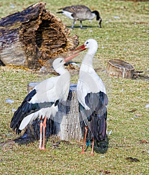 Two storks