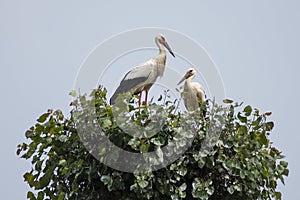 Two storks