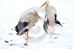 Two storks