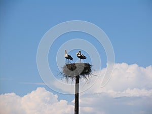 Two storks