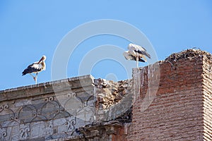 Two storks around their nest