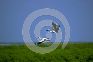Two storks Asian open bill flying