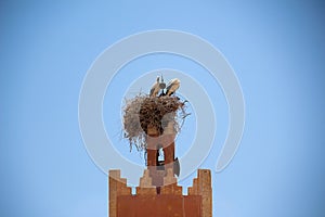 Two storks in a big nest near FÃ¨s in Morocco.