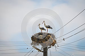 Two storks and blue sky