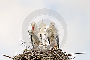 Two storks build a nest on the chimney of a house. Above an owl sign with white swans. A triangle and decoration on it