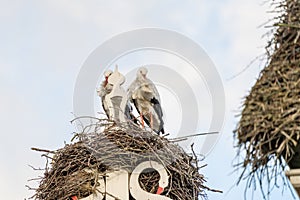 Two storks build a nest on the chimney of a house. Above an owl sign with white swans. A triangle and decoration on it