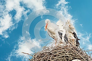 Two storks build a nest on the chimney of a house. Above an owl sign with white swans. A triangle and decoration on it