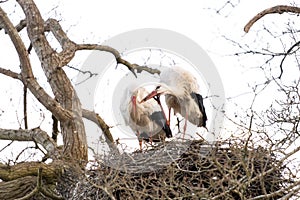 Two storks build a nest in a tree. They stand side by side at a great height