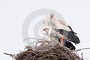 Two storks build a nest in a tree. They stand side by side at a great height