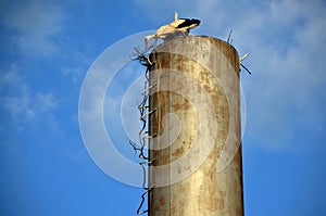 two storks build nests on a water pipe