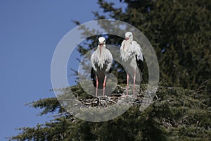 Two storks building a nest