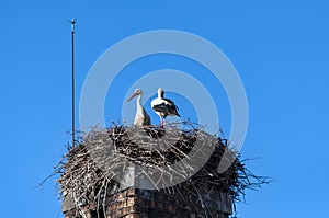 Two storks on a chimney