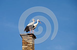 Two storks on chimney