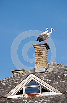Two storks on chimney