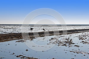 Two storks in the dirt strip between rice fields. Wide blue sky. Isla Mayor, Spain