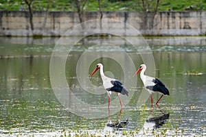 Two storks feeding in a wetland
