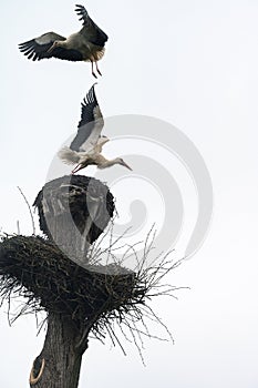 Two storks fight for dominance and residence in the nest