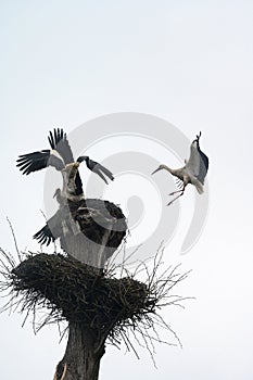 Two storks fight for dominance and residence in the nest