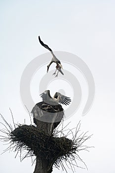 Two storks fight for dominance and residence in the nest