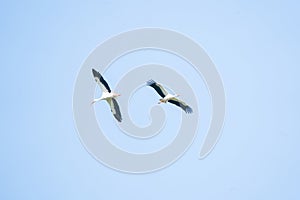 Two storks fly high in the blue sky