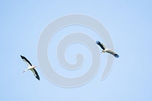 Two storks fly high in the blue sky, detailed