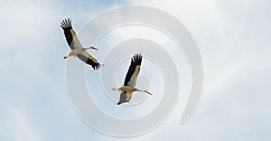 two storks flying