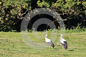 Two storks foraging for food on a green meadow