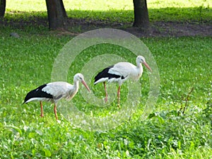 Two storks on grass in summer