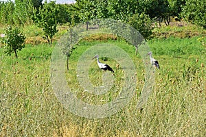 Two storks in green field