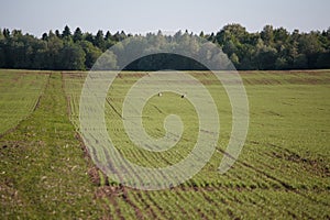 Two storks in a green field in the afternoon