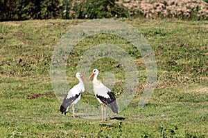 Two storks look at each other on a green meadow