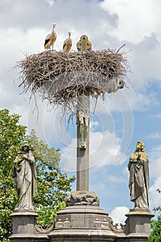 Two storks looking at the camera from their nest