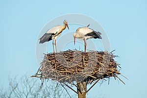 Two storks on a nest