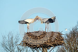 Two storks on a nest