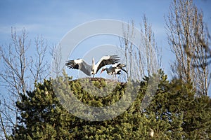 Two storks in a nest.