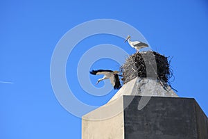 Two storks in the nest.