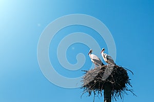 A two storks in the nest