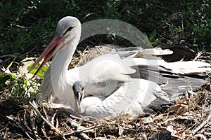 Two storks in nest