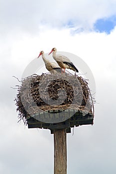 Two storks in a nest
