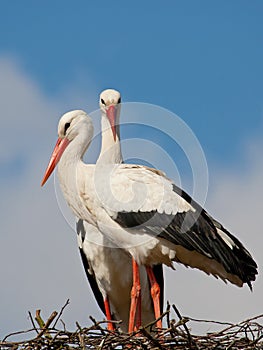 Two storks on a nest