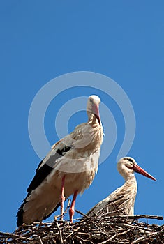 Two storks in the nest