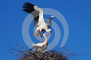 Two storks