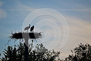 Two storks in a nest against the sun at sunset against the sky