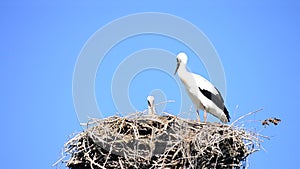 Two storks in nest on background of blue sky