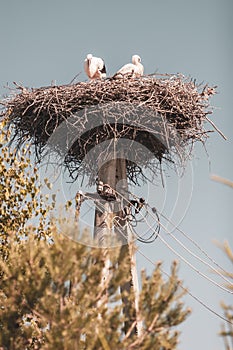 Two storks in a nest of branches on a pole