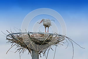 Two storks on the nest