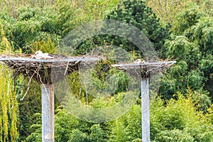 Two storks on the nest