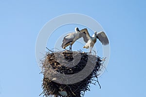 Two storks in the nest with chicks on a lamppost in the Novgorod region, Russia