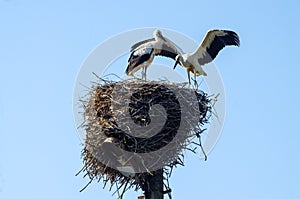 Two storks in the nest with chicks on a lamppost in the Novgorod region, Russia