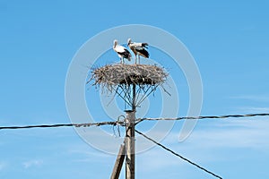 Two storks in a nest on an electric pole with wires against blue sky